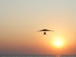 Hangglider in action against a sea sunset