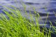 green grass