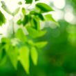 green leaves