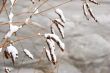 branch in snow