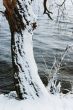 winter tree