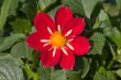 Red dahlia