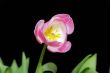 pink tulip on a black background