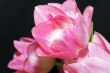 Lots of pink tulips