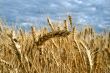 Ripe yellow wheat with stalks by grains before harvest under blu