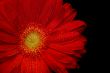 red gerbera