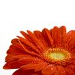 red gerbera