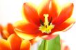 Red passion tulips