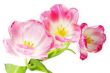 Pink tulips