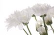 The white chrysanthemum.