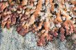 brown lichen