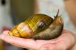 Snail ahatina