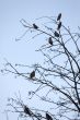 waxwings on tree branches