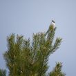 wagtail at pine top