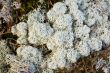 reindeer moss