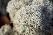 reindeer moss close up