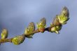 green branch