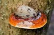Mushroom on the tree