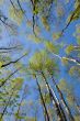 Spring birchwood