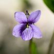 wild violet