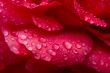 red rose with water drops