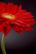 red gerbera