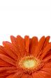 red gerbera