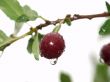 Cherry with drop