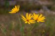 Yellow flowers