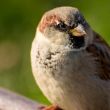 Portrait of a sparrow