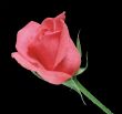 Nice rose