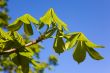 Green branch of a chestnut