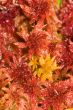 red moss