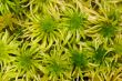 green moss on a bog