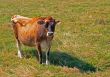 Jersey Cow