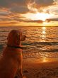 Dog watching sunset