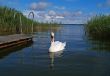 Mute Swan
