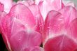 pink tulips