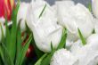 white tulips
