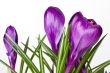 crocus