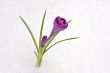 crocus