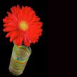 red gerbera flower