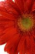 red gerbera