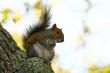 Closeup of a Squirrel