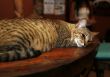 Cat on table