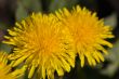 Two yellow dandelions