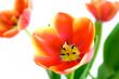 Red and yellow tulips