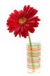 red gerbera