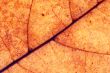 Autumn leaf background