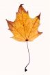 Autumn leaf background